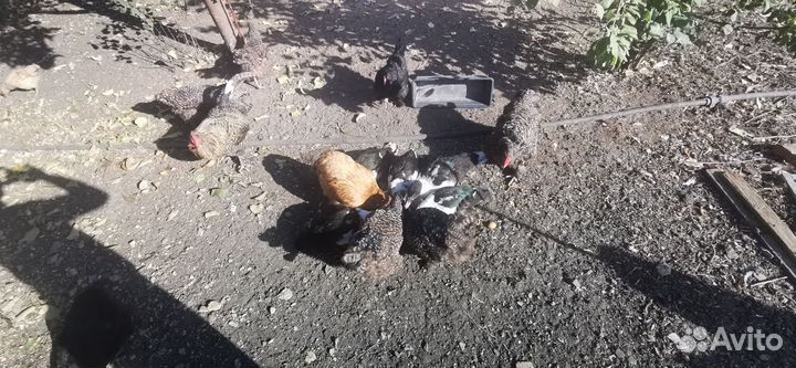 Отдам в хорошие руки