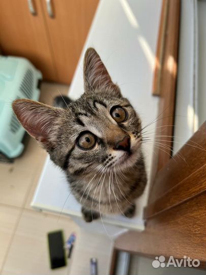 Котенок Кузьма ищет дом