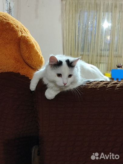 Кот