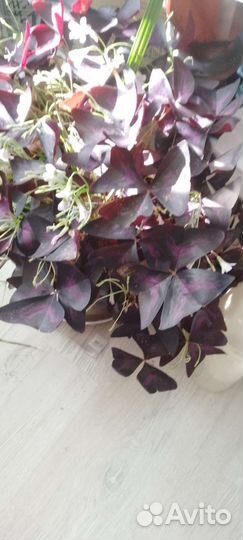 Комнатные цветы кислица