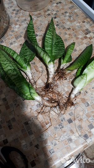 Отростки цветка