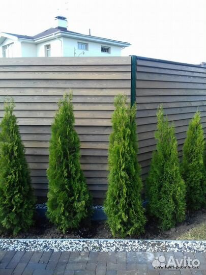 Туи оптом и розницу