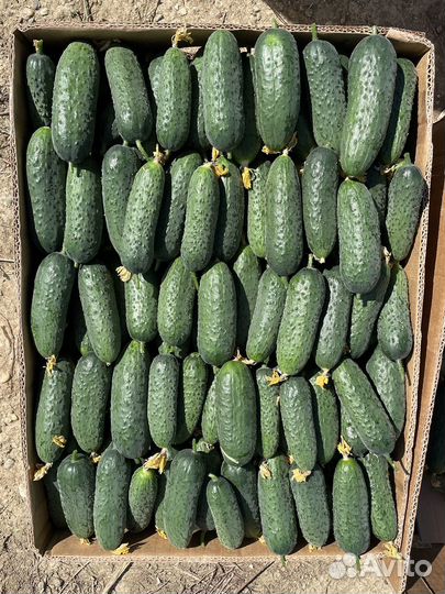 Готовый бизнес,сельское хозяйство