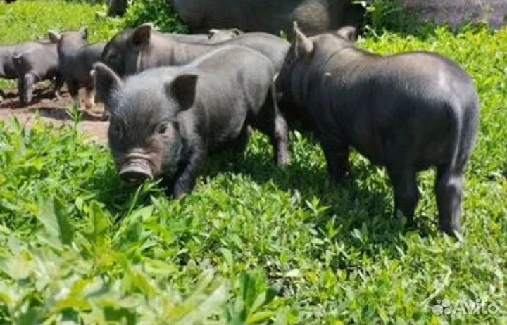 Вьетнамские вислобрюхие поросята