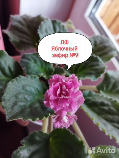 Фиалка сортовая ян Малинка и др сорта