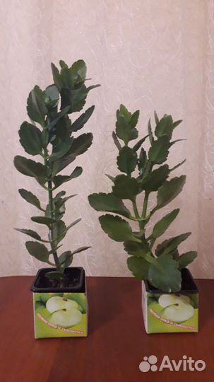 Комнатные цветы каланхоэ