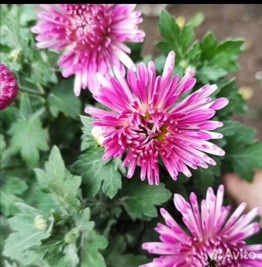 Хризантема корейская зимующая