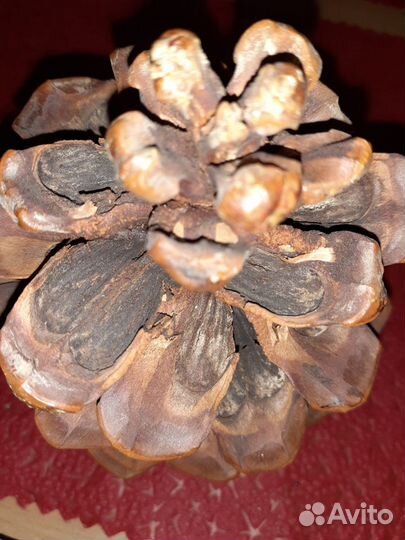 Шишка кедровая 12х18см, для дизайна, для рукоделия