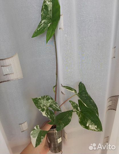 Сингориумы сортовые