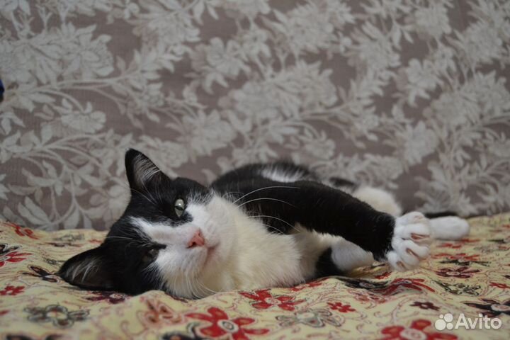 Ласковый кот