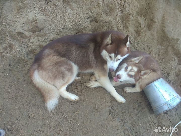 Сибирский хаски вязка