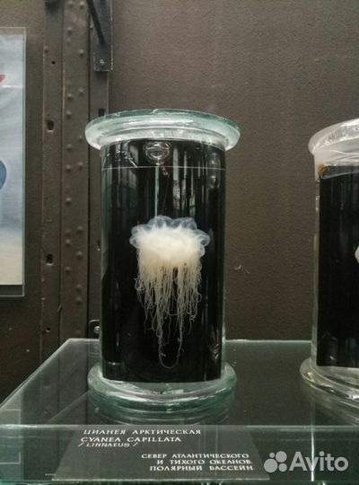 Репетитор-педагог по химии и биологии