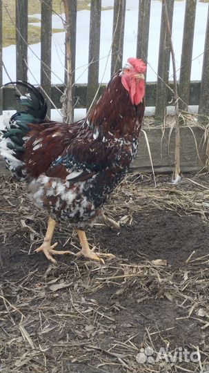 Яйца на инкубацию