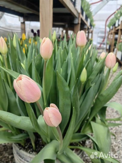 Тюльпаны оптом
