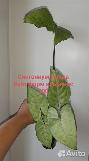 Сингониумы сортовые