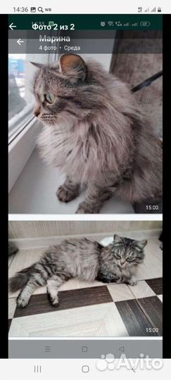 Кошка в дар