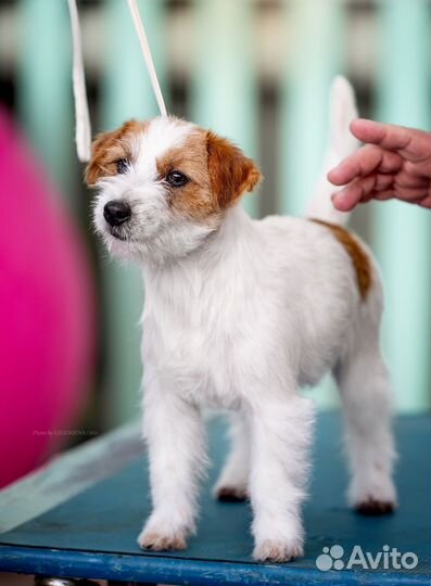 Джек Рассел терьер, девочка