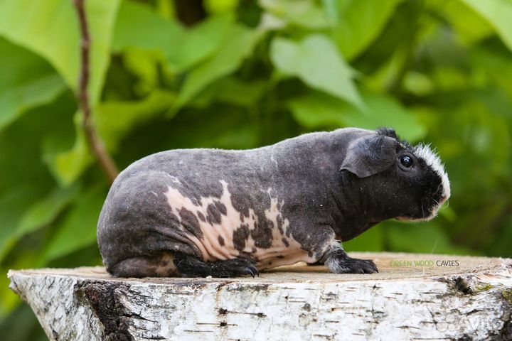 Морская свинка Скинни