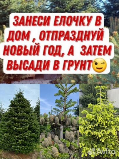 Саженцы Пихты в горшках