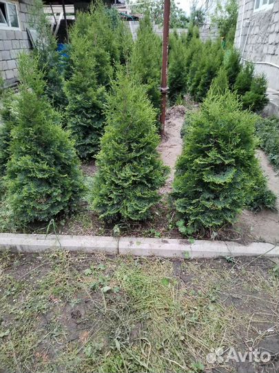 Туи в наличии200 + шт.1,5м