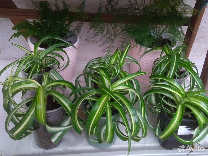 Хлорофитум бонни, Сингониумы сортовые