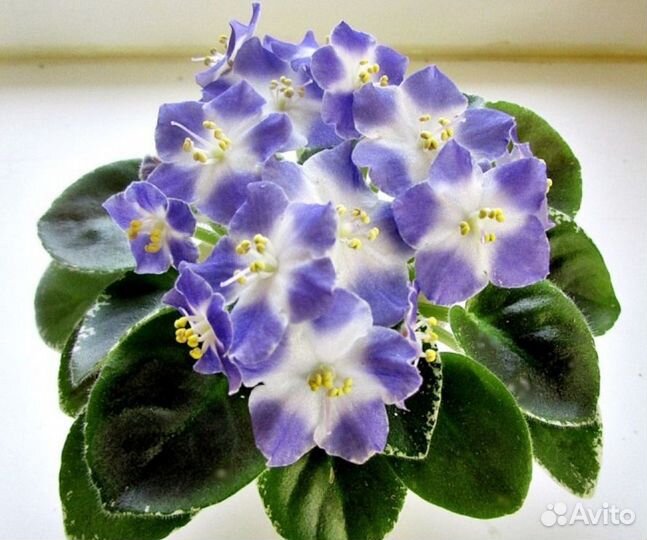 Фиалка Shirl's Hawaiian Lei