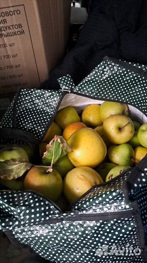 Продам яблоки