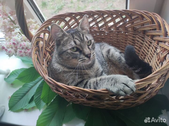 Котёнок-подросток