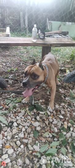 Кабель ищет девочку для вязки