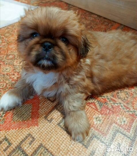 Щенки пекинеса