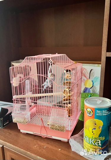 Попугай самка