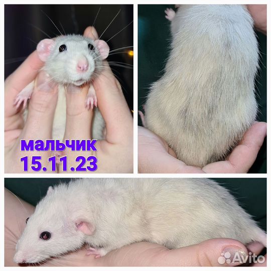 Молодые крысы