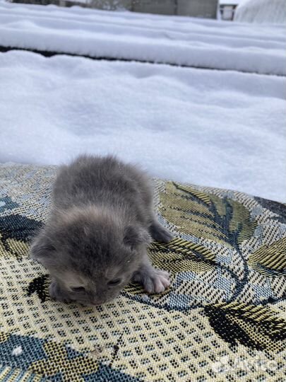 Кошки в добрые руки бесплатно
