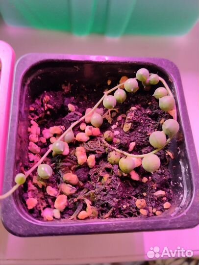 Цветы комнатные традесканции