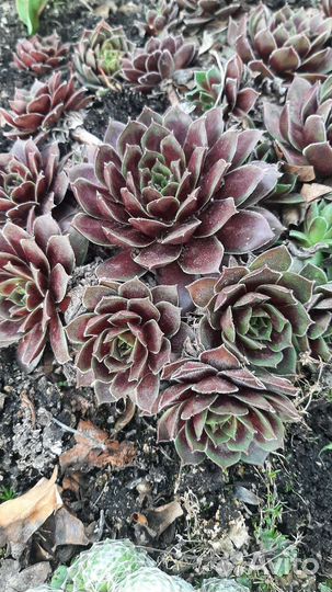 Молодило (каменная роза)