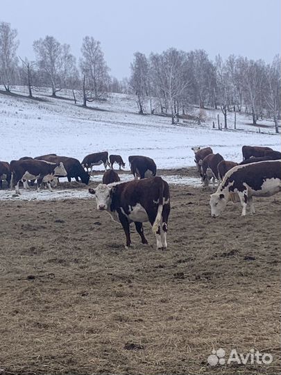 Телки,Нетель,Коровы породы Герефорд