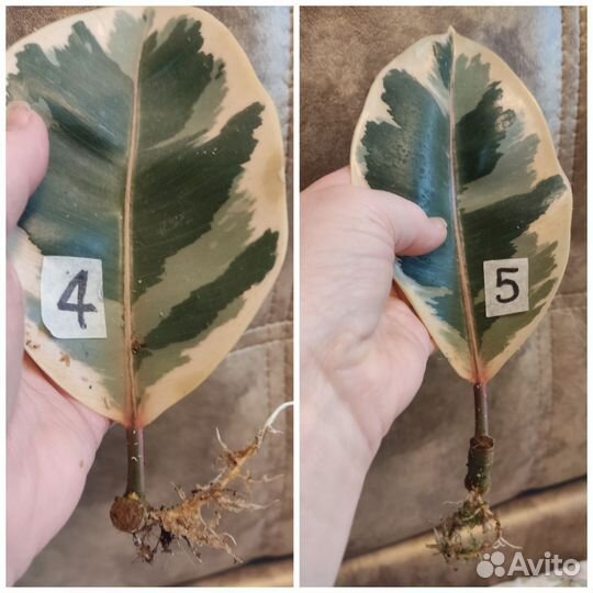 Фикусы Бейлиз / Тинеке