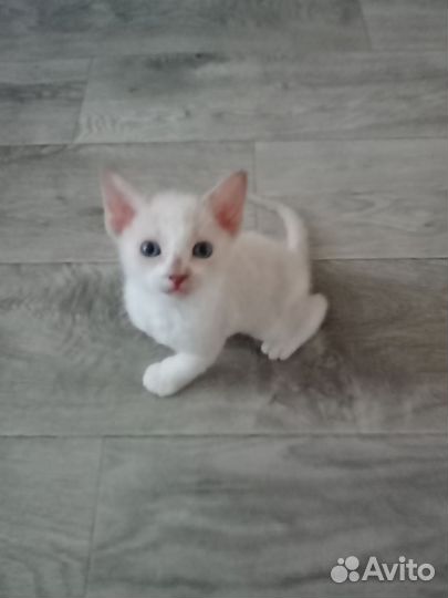 Донской сфинкс котята