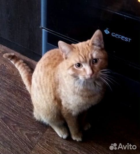 Котенок подросток в добрые руки