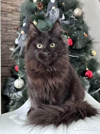 Черная кошка Мейн-кун
