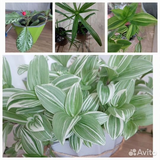 Набор комнатных цветов