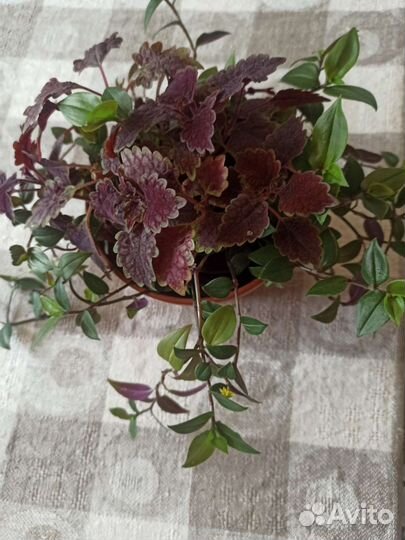 Крапивка и традесканция