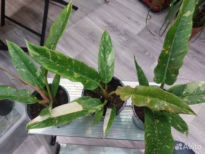 Филодондер ring ов фаер