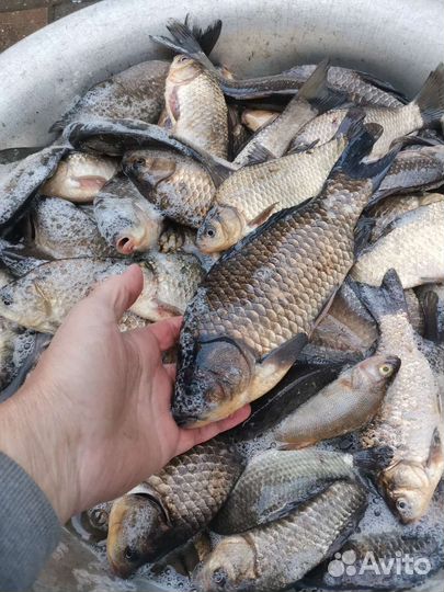 Живая рыба карась