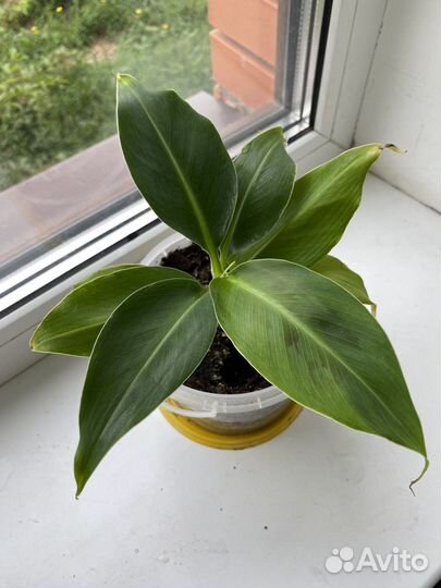 Банановая пальма