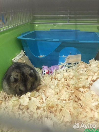 Передержка грызунов