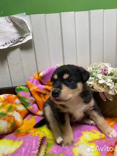 Щенок в добрые руки мальчик