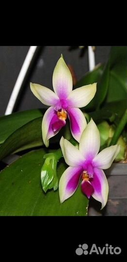 Орхидея Phal. bellina sib