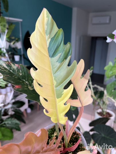 Филодендрон карамель марбл