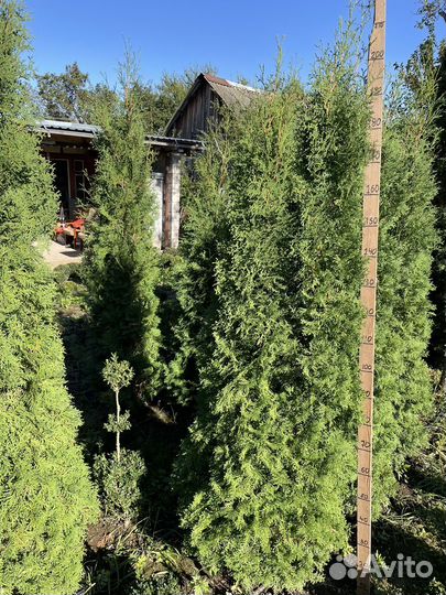 Туя Колумна